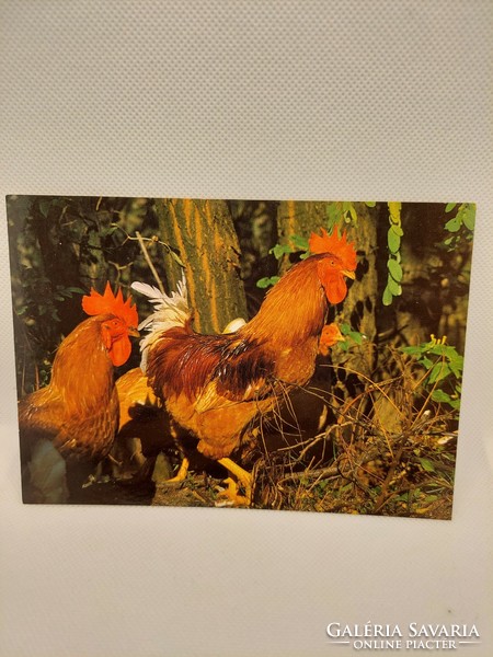 Rooster, animal postcard, postal service (even with free delivery)