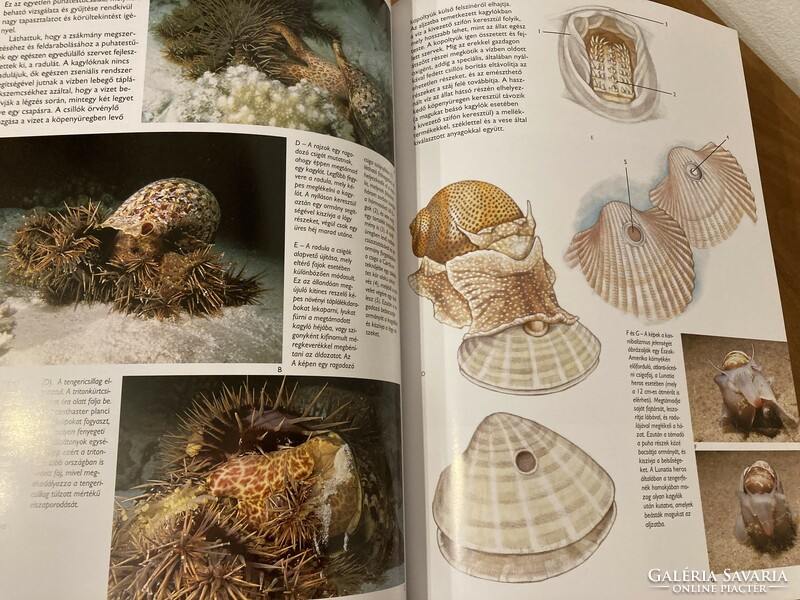 Kagylók és csigák – Útmutató a tenger ékszereihez - Giorgio Gabbi