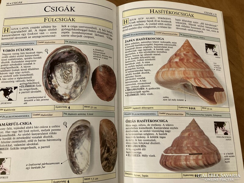 Csigák és kagylók határozókönyve – S. Peter Dance