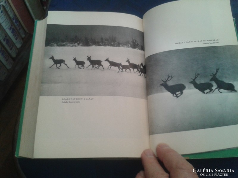 Hunting!!! Zsigmond Széchenyi az:yünnepnapok 1965 fiction publishing house second expanded edition