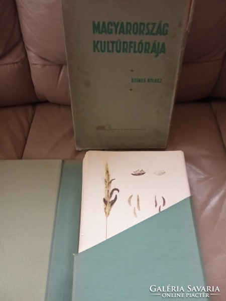 Cultural flora of Hungary color atlas 1961 csapody vera graphic about domestic cultivated plants