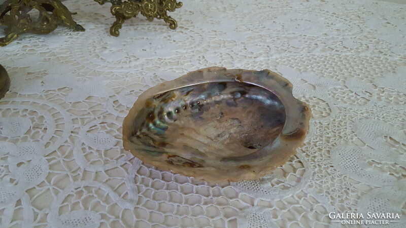 Large, beautiful abalone shell