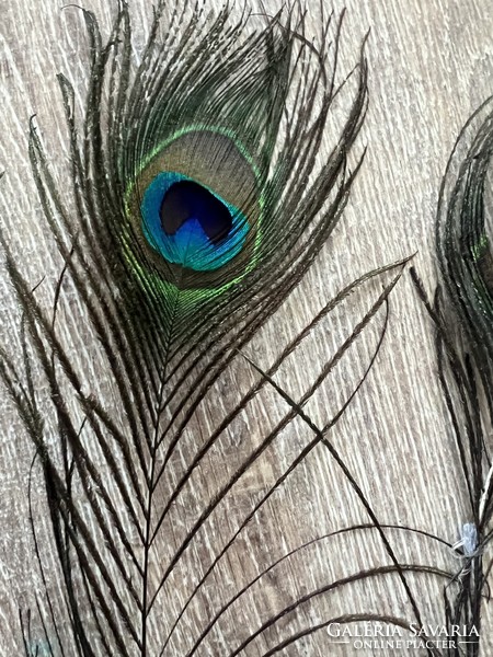 Three peacock feathers
