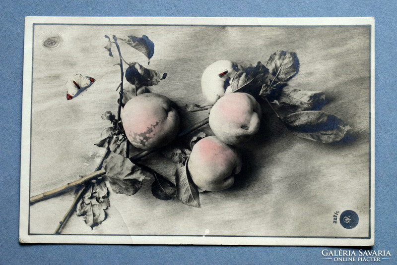 Antique artist photo postcard - apples and butterflies