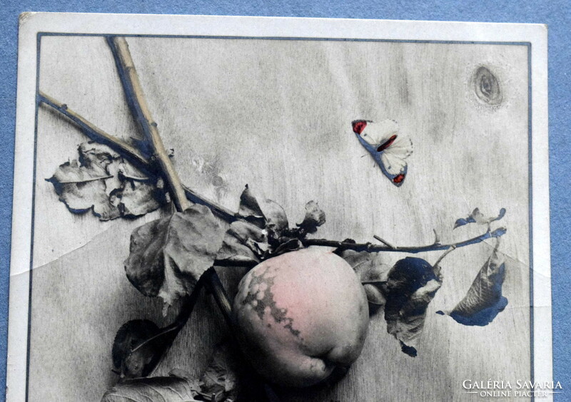 Antik művész fotó   képeslap -  almák és pillangó