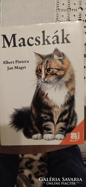 Cat. Albert pintera cats