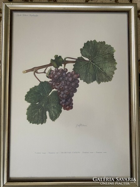Bunch of grapes - print in frame under glass - Christmas gift - viticulture, winemaking 2.0