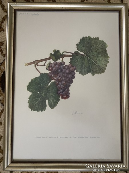 Bunch of grapes - print in frame under glass - Christmas gift - viticulture, winemaking 2.0