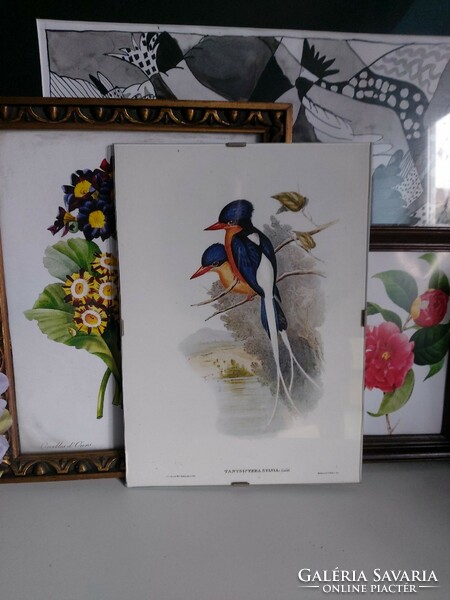 A glazed picture depicting a pair of graceful birds, a modern reproduction of an antique print
