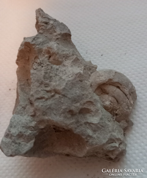 Fossilized snails embedded in limestone 17