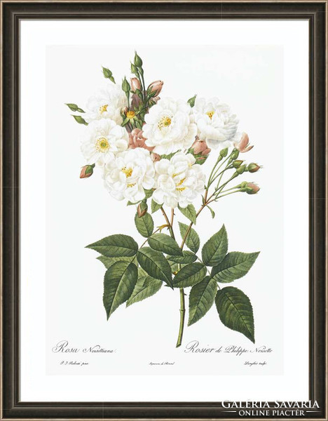 Fehér és rózsaszín rózsák, vadrózsa csokor falikép P.J. Redouté régi virágos rajz REPRODUKCIÓ nyomat