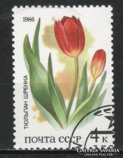 Flower, fruit 0303