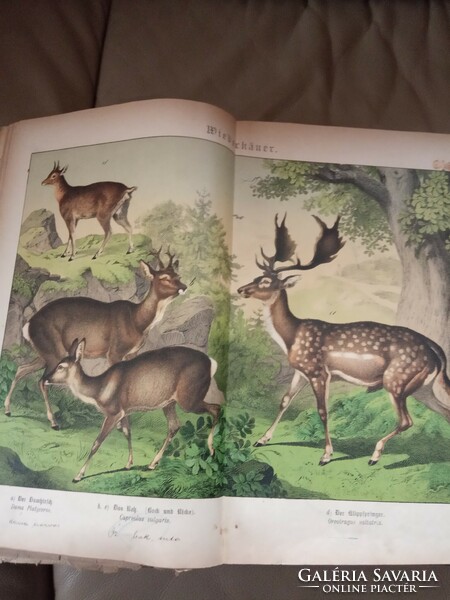 The world of animals for children in color lithographs around 1878-89 Christmas 2023