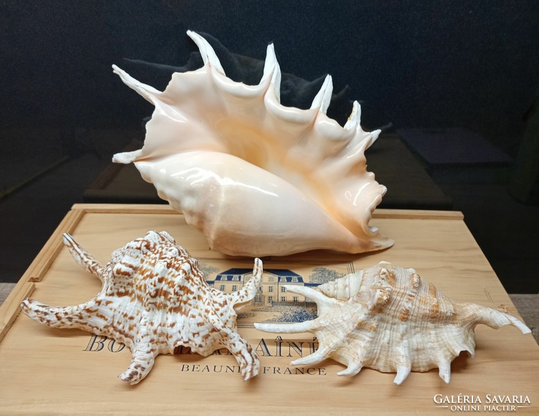 Collection of sea shells - lambis truncata