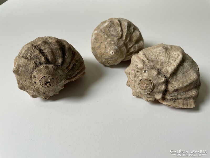 3 Sea snail shells