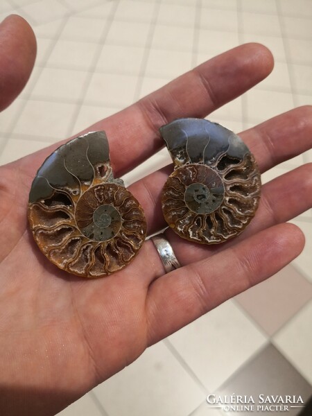 Ammonitesz fosszília, ásvány őskövület