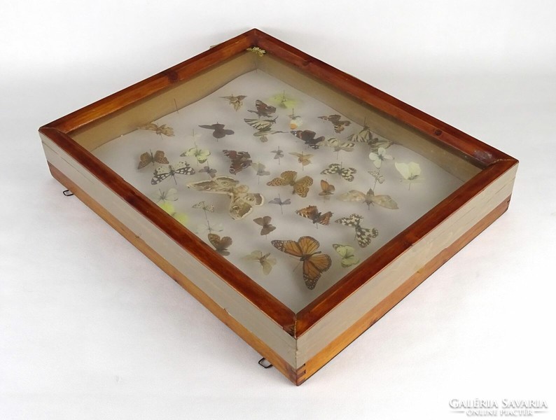 1P110 Pillangó lepke preparátum 40 darabos gyűjtemény keretben 39 x 8 x 60 cm