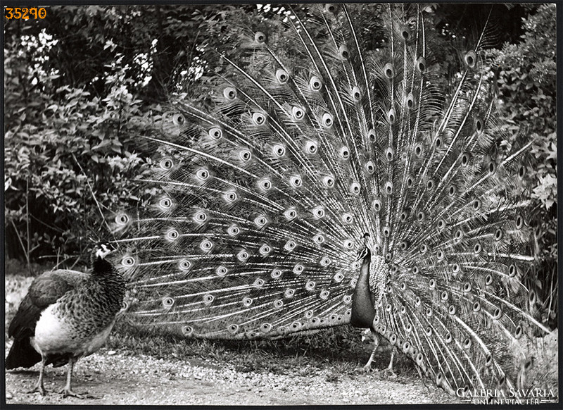 Larger size, photo art work by István Szendrő. Peacocks, animals, 1930s.