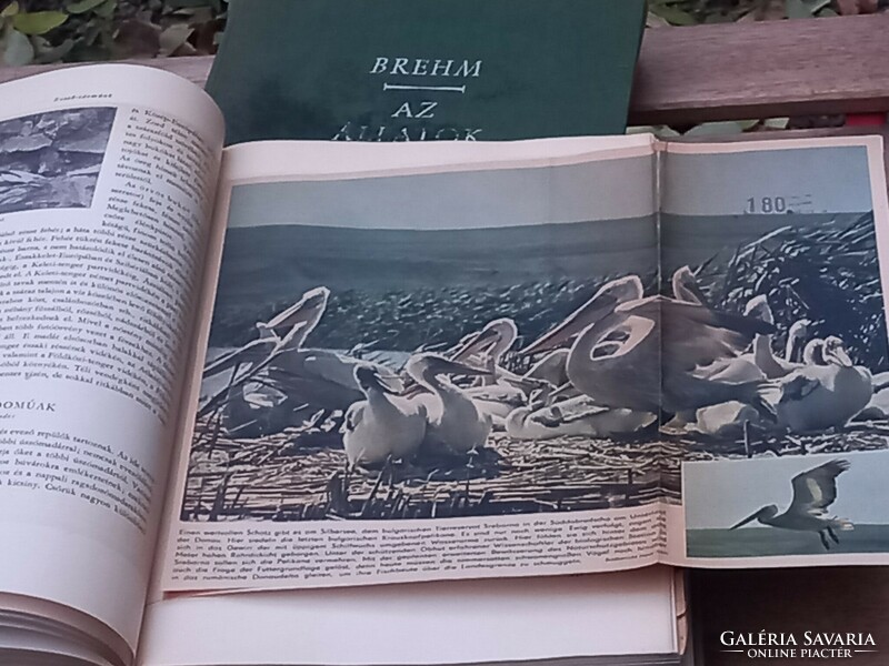 Vintage brehm animal world i-iv. Lexicons / vintage books (1960)