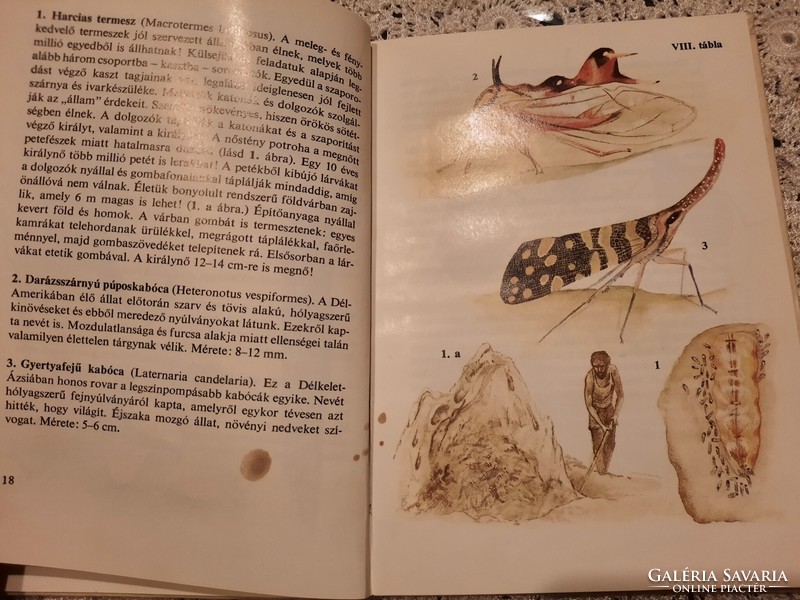 Búvár zsebkönyv: Különös állatok, Alkudható