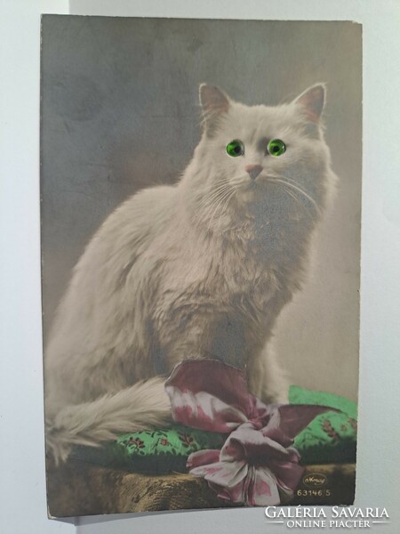 Postcard kitten with green glass eyes