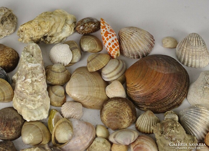 1P633 old shell snail sea rock package 1.2 Kg