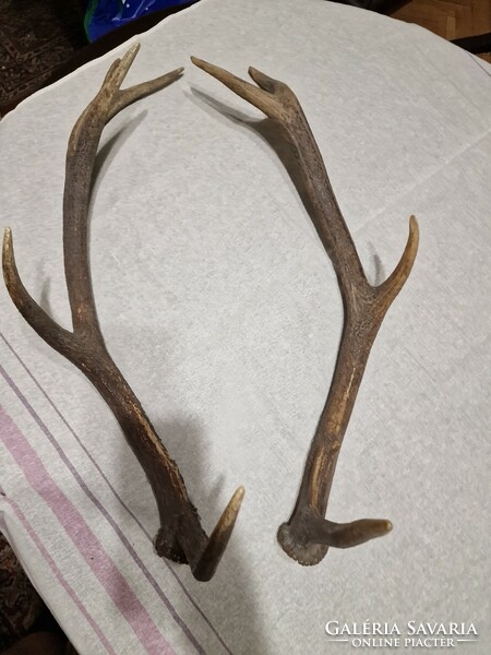 Deer antlers in good condition, for sale in a shed