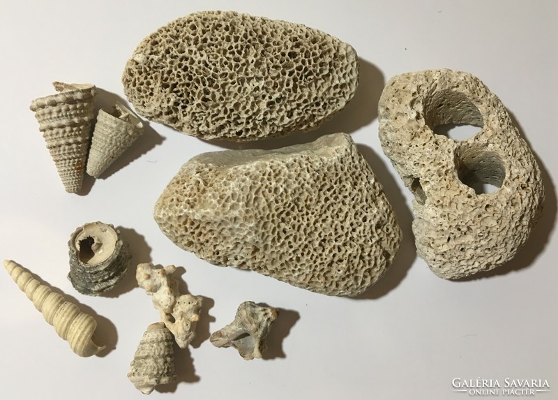 Natural sea coral snail package