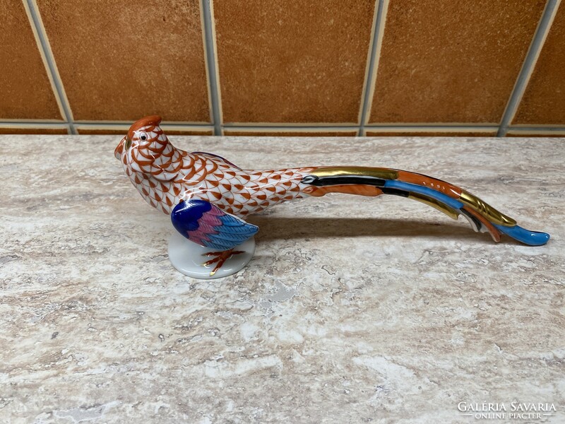 Herend's scaly pheasant