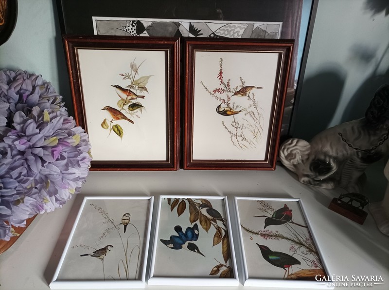 3 Old prints depicting birds in a white frame ornithology