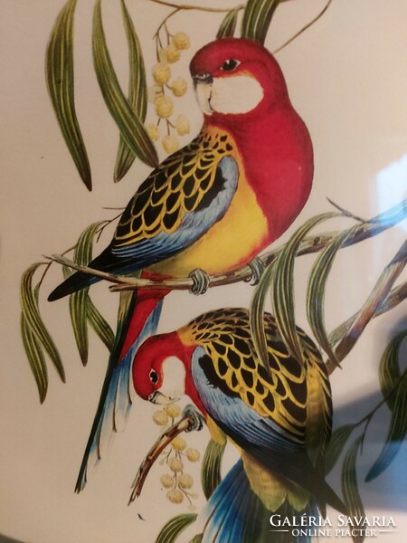 2 Old prints depicting birds are also ornithology