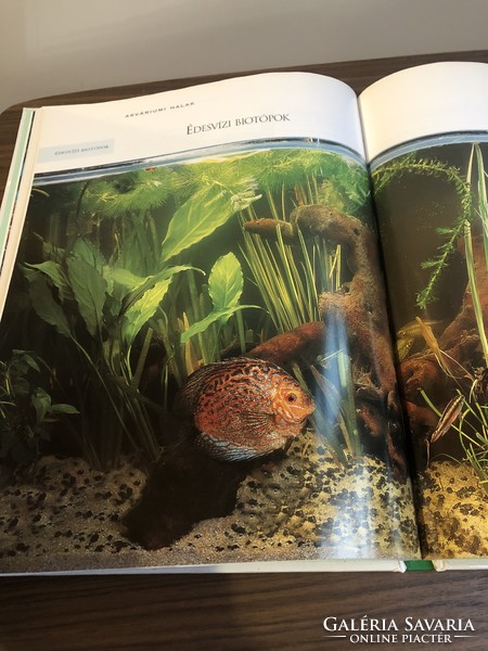 Akváriumi halak kézikönyv akvarisztika hal díszhal akvárium könyv