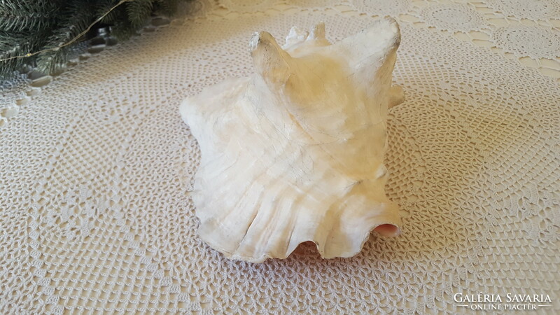 Huge, marine bighorn Strombus gigas clam