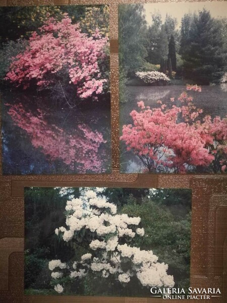 Mti photo postcards of arboretums in Vas county, 3 pcs