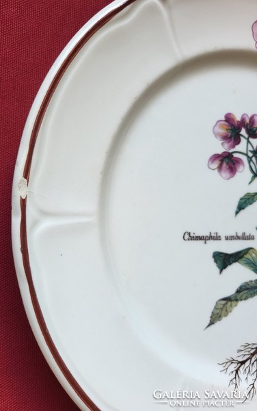 Botanikai virág mintás porcelán kerámia tányér Chimaphila umbellata ernyőskörtike