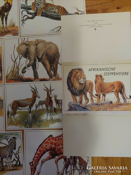 Afrikanische steppentiere/afrikai sztyeppén élő állatok képeslapsorozat (Akár INGYENES szállítással)