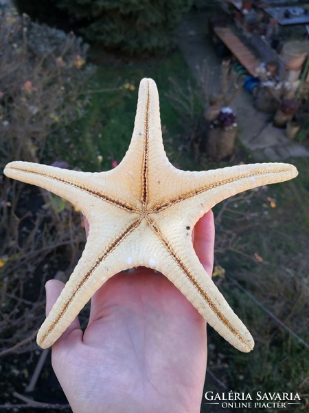 Hatalmas tengeri csillag