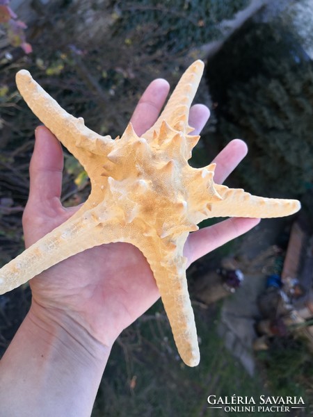 A huge starfish