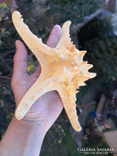 A huge starfish
