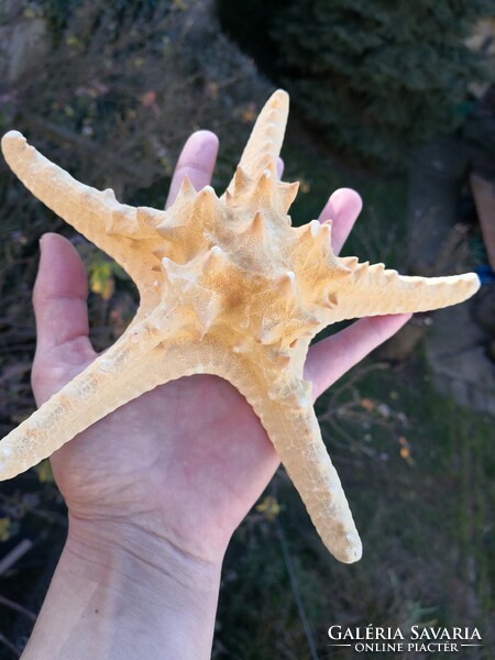 Hatalmas tengeri csillag