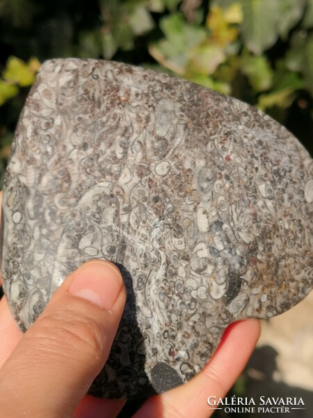 Szépséges ammonitesz fosszília tál