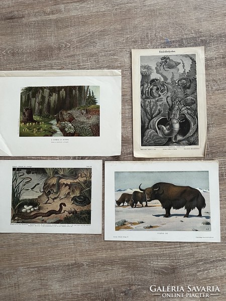 Old animal prints