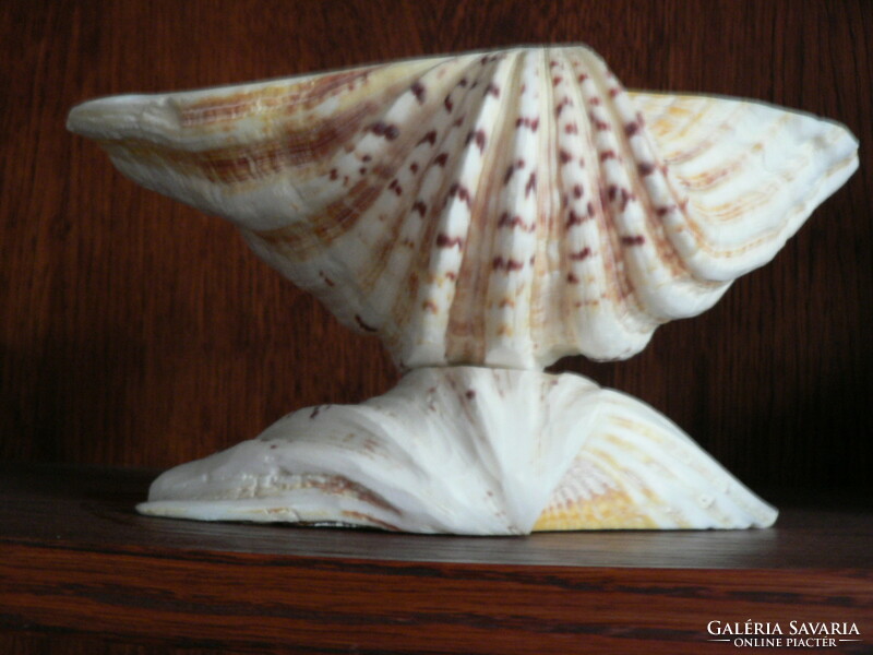 Hatalmas kagyló tál asztalközép