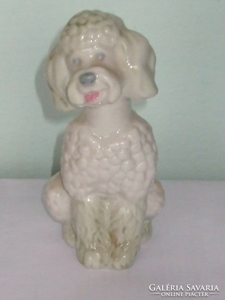 Rare Kiev white poodle dog