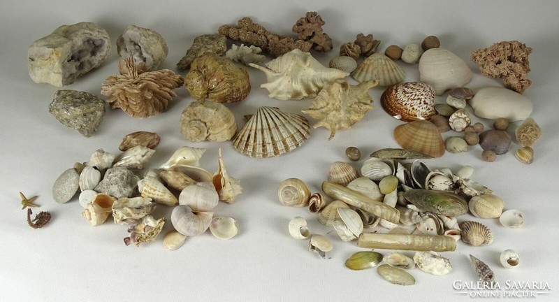 0Q804 Régi tengeri kagyló csiga gyűjtemény