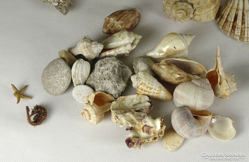 0Q804 old sea shell snail collection