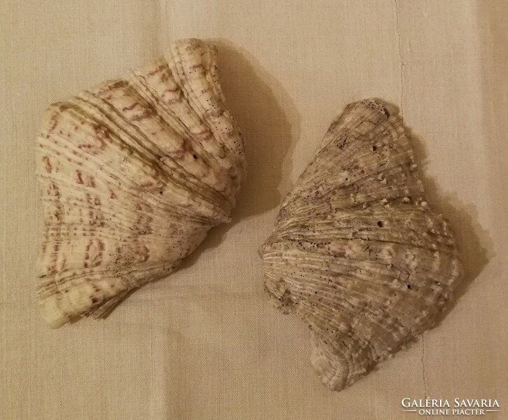 Sea shells, large, 2 pcs