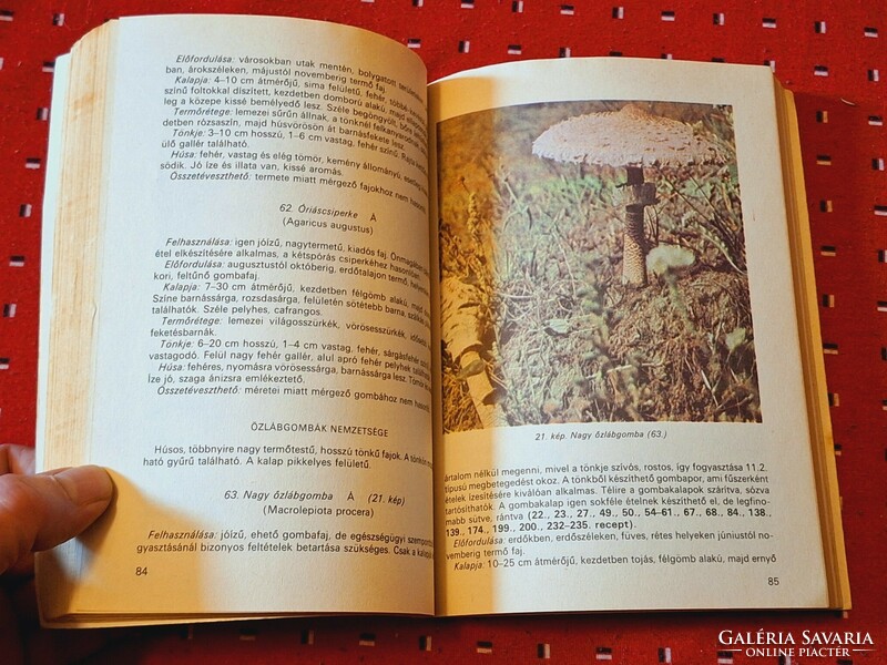 1986 First edition! Medicina-dr Lévai Judit: the mushroom is on your table