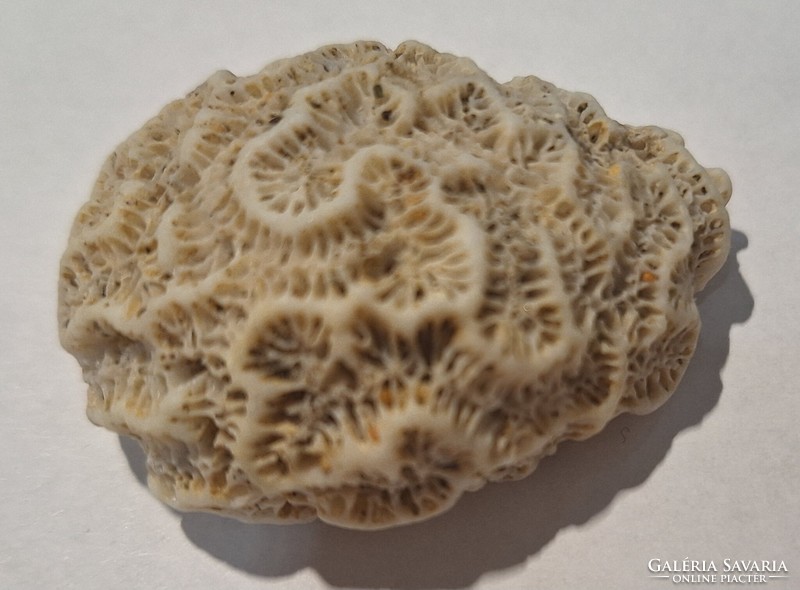 Brain coral (diploria cerebriformis) 4.9 Cm x 3.5 Cm