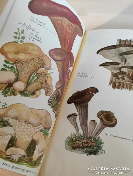 Dr. Zoltán Kalmár, dr. György Makara: our edible and poisonous mushrooms 1963. Gondolat publishing house